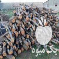 خریدار انواع چوب خشک و ضایعات و انواع درخت میوه ای در بوکان در گروه خرید فروش عمده چوب- زغال چوب گردو تبریزی خام در یکمیوه
