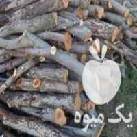 خریدار انواع چوب خشک و ضایعات و انواع درخت میوه ای هستیم در بوکان در گروه خرید فروش عمده چوب- زغال چوب گردو تبریزی خام در یکمیوه