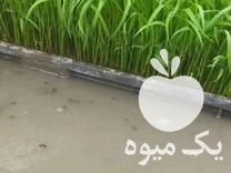 فروش نشا برنج در بانک نشا تیم اماده طارم هاشمی و بینام در بابلسر در گروه خرید فروش نشا - انواع گوجه برنج کاهو پیاز کاری فرنگی در یکمیوه -عکس1