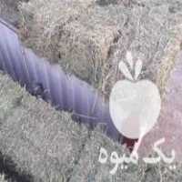 فروش یونجه امام علی در بابل  در گروه خوراک دام و طیور - پرواری شیری علوفه یونجه در یکمیوه