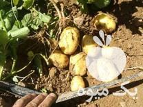 خریدار بذر سیب زمینی در اصفهان در گروه خرید فروش عمده سیب زمینی - زودرس دیررس آگریا اسپریت اردبیل همدان در یکمیوه -عکس1