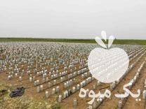 فروش پیوند درختان گردو با ارقام پربار و اصلاح شده در قزوین در گروه خرید فروش نهال - انواع گردو پسته بادام سلطانی انگور در یکمیوه -عکس1