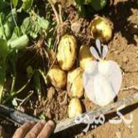 خریدار بذر سیب زمینی در اصفهان در گروه خرید فروش عمده سیب زمینی - زودرس دیررس آگریا اسپریت اردبیل همدان در یکمیوه