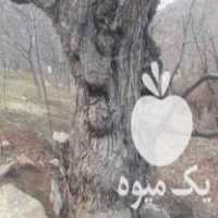 فروشنده چوب گردو خاص صنعتی وتنه هستم در مریوان در گروه خرید فروش عمده چوب- زغال چوب گردو تبریزی خام در یکمیوه