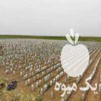 فروش پیوند درختان گردو با ارقام پربار و اصلاح شده در قزوین در گروه خرید فروش نهال - انواع گردو پسته بادام سلطانی انگور در یکمیوه