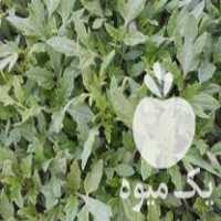 فروش شتل گوجه خوب در تازه کند در گروه خرید فروش عمده گوجه فرنگی - فرنگی سبز قرمز سیاه کبابی ربی در یکمیوه