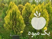 فروش انواع شمشاد ، زرشک ،  انواع کاج و گل های بیرونی گل دار در تنکابن در گروه خرید فروش عمده گیاهان زینتی - گرمسیری آپارتمانی باغچه آب در یکمیوه -عکس1