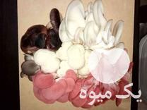 فروش بذر قارچ ها و گندم استریل در تهران در گروه خرید فروش بذر - انواع محصول کشاورزی گوجه کتان میوه درخت در یکمیوه -عکس1