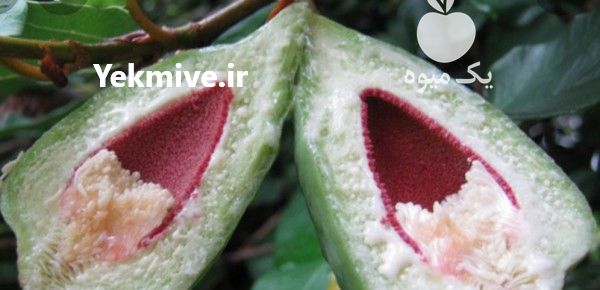 فروش میوه پومیلو pamila در تهران در گروه خرید فروش عمده گریپ فروت - مرکبات زرد فشار خون در یکمیوه -عکس1