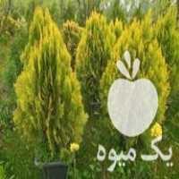 فروش انواع شمشاد ، زرشک ،  انواع کاج و گل های بیرونی گل دار در تنکابن در گروه خرید فروش عمده گیاهان زینتی - گرمسیری آپارتمانی باغچه آب در یکمیوه