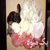 فروش بذر قارچ ها و گندم استریل در تهران در گروه خرید فروش بذر - انواع محصول کشاورزی گوجه کتان میوه درخت در یکمیوه