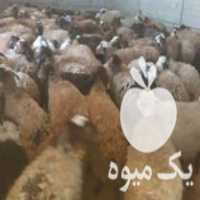 فروش میش بره جوان ابستن با قوچ هترو جفتی 5 تومن در همدان در گروه خرید فروش سایر محصولات تجهیزات کشاورزی در یکمیوه