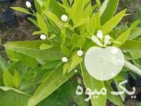 فروش انواع نهال مرکبات و خزانه در قائم شهر در گروه خرید فروش نهال - انواع گردو پسته بادام سلطانی انگور در یکمیوه -عکس1