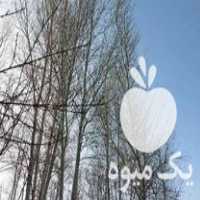 خریدار انواع چوب و درخت در زنجان در گروه خرید فروش عمده چوب- زغال چوب گردو تبریزی خام در یکمیوه