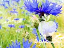 خرید گیاهان دارویی در اصفهان در گروه خرید فروش عمده گیاهان زینتی - گرمسیری آپارتمانی باغچه آب در یکمیوه -عکس1