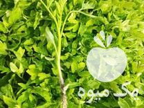 فوری ،  فروش شیتیل گوجه فرنگی زمانتی در میاندوآب در گروه خرید فروش نشا - انواع گوجه برنج کاهو پیاز کاری فرنگی در یکمیوه -عکس1