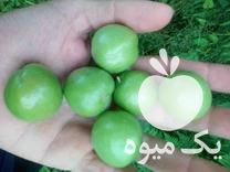 فروش گوجه سبز درجه یک در تهران در گروه خرید فروش عمده گوجه فرنگی - فرنگی سبز قرمز سیاه کبابی ربی در یکمیوه -عکس1