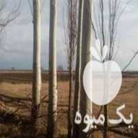 خرید و فروش چوب در میاندوآب در گروه خرید فروش عمده چوب- زغال چوب گردو تبریزی خام در یکمیوه