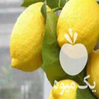 فروش نهال لیمو ترش اورکا دو ساله گلدانی در ساری در گروه خرید فروش نهال - انواع گردو پسته بادام سلطانی انگور در یکمیوه