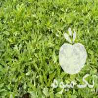 فروش شیتیل گوجه فرنگی اصیل پرسی در شاهین دژ در گروه خرید فروش عمده گوجه فرنگی - فرنگی سبز قرمز سیاه کبابی ربی در یکمیوه