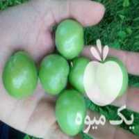 فروش گوجه سبز درجه یک در تهران در گروه خرید فروش عمده گوجه فرنگی - فرنگی سبز قرمز سیاه کبابی ربی در یکمیوه