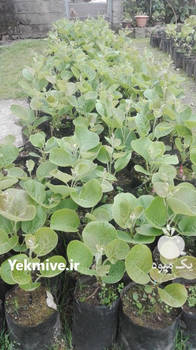 نهال کیوی خونی و هایوارد طلایی در حویق در گروه خرید فروش عمده سایر محصولات گلخانه ای در یکمیوه