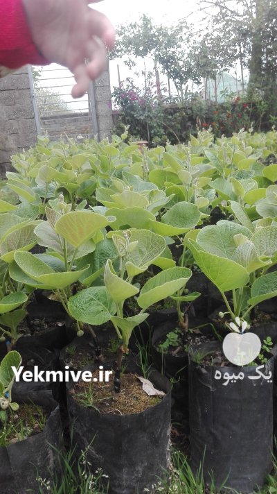نهال کیوی خونی و هایوارد طلایی در حویق در گروه خرید فروش عمده سایر محصولات گلخانه ای در یکمیوه -عکس2