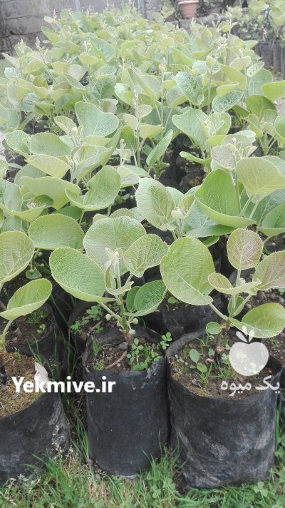 نهال کیوی خونی و هایوارد طلایی در حویق در گروه خرید فروش عمده سایر محصولات گلخانه ای در یکمیوه -عکس3