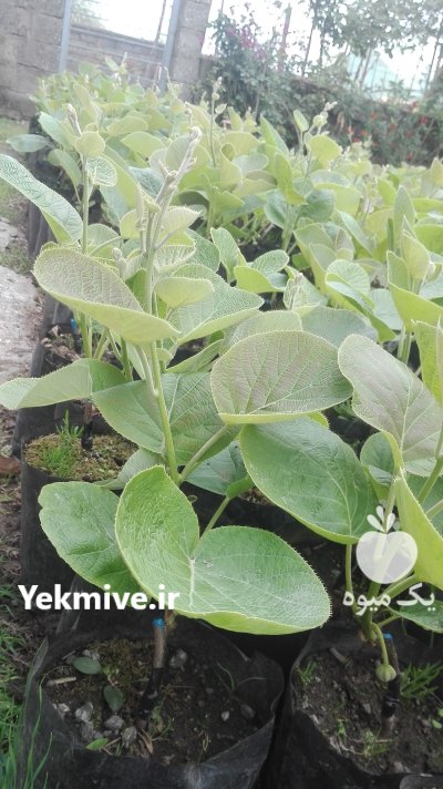 نهال کیوی خونی و هایوارد طلایی در حویق در گروه خرید فروش عمده سایر محصولات گلخانه ای در یکمیوه -عکس4