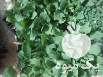 فروش عمده نشا در پیشوا در گروه خرید فروش نشا - انواع گوجه برنج کاهو پیاز کاری فرنگی در یکمیوه -عکس1