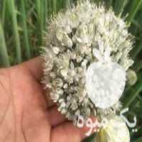 فروش بذر پیاز سفید وپیازچه در شیراز در گروه خرید فروش عمده پیاز - قرمز سفید زرد ترشی تازه انباری در یکمیوه