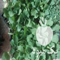 فروش عمده نشا در پیشوا در گروه خرید فروش نشا - انواع گوجه برنج کاهو پیاز کاری فرنگی در یکمیوه