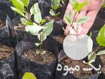 فروش نهال پسته بادامی زرندی در ارومیه در گروه خرید فروش نهال - انواع گردو پسته بادام سلطانی انگور در یکمیوه -عکس1