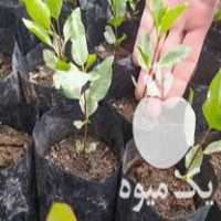 فروش نهال پسته بادامی زرندی در ارومیه در گروه خرید فروش نهال - انواع گردو پسته بادام سلطانی انگور در یکمیوه