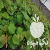 فروش نهال کیوی هایوارد و خونی و نهال کواوا در بهمن در گروه خرید فروش نهال - انواع گردو پسته بادام سلطانی انگور در یکمیوه