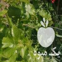 فروش نهال انگور در شیروان در گروه خرید فروش نهال - انواع گردو پسته بادام سلطانی انگور در یکمیوه