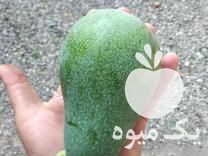 فروش نهال آووکادو پیوندی در ساری در گروه خرید فروش نهال - انواع گردو پسته بادام سلطانی انگور در یکمیوه -عکس1