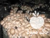 تولید انبوه و فروش عمده بذر قارچ در همدان در گروه خرید فروش بذر - انواع محصول کشاورزی گوجه کتان میوه درخت در یکمیوه -عکس1