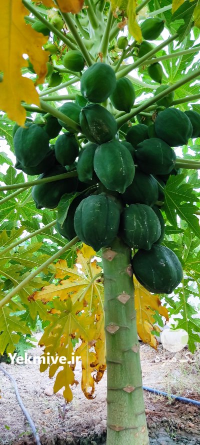 پاپایا در نورآباد در گروه خرید فروش عمده میوه استوایی - پاپایا قرمز منگوستین گواوا بلوبری در یکمیوه