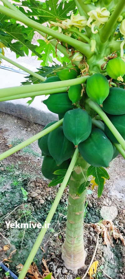 پاپایا در نورآباد در گروه خرید فروش عمده میوه استوایی - پاپایا قرمز منگوستین گواوا بلوبری در یکمیوه -عکس2