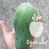 فروش نهال آووکادو پیوندی در ساری در گروه خرید فروش نهال - انواع گردو پسته بادام سلطانی انگور در یکمیوه