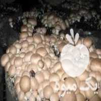 تولید انبوه و فروش عمده بذر قارچ در همدان در گروه خرید فروش بذر - انواع محصول کشاورزی گوجه کتان میوه درخت در یکمیوه