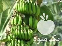 فروش نهال موز کاوندیش در آمل در گروه خرید فروش نهال - انواع گردو پسته بادام سلطانی انگور در یکمیوه -عکس1