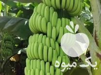 فروش نهال موز دورف کاوندیش گرید Aمیوه درشت و پاپایا در پاکدشت در گروه خرید فروش نهال - انواع گردو پسته بادام سلطانی انگور در یکمیوه -عکس1