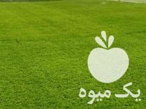 فروش تولیدانواع نشاءگوجه در سنندج در گروه خرید فروش نشا - انواع گوجه برنج کاهو پیاز کاری فرنگی در یکمیوه -عکس1