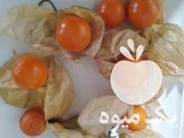 فروش نشا فیسالیس در ساری در گروه خرید فروش نشا - انواع گوجه برنج کاهو پیاز کاری فرنگی در یکمیوه -عکس1