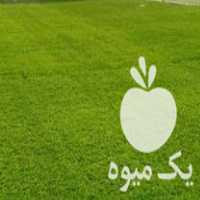 فروش تولیدانواع نشاءگوجه در سنندج در گروه خرید فروش نشا - انواع گوجه برنج کاهو پیاز کاری فرنگی در یکمیوه