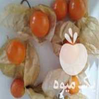 فروش نشا فیسالیس در ساری در گروه خرید فروش نشا - انواع گوجه برنج کاهو پیاز کاری فرنگی در یکمیوه