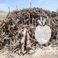 فروش چوب مرکبات جنوب در جهرم در گروه خرید فروش عمده چوب- زغال چوب گردو تبریزی خام در یکمیوه