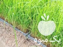 فروش تیم آماده برای دستگاه نشا در شفت در گروه خرید فروش نشا - انواع گوجه برنج کاهو پیاز کاری فرنگی در یکمیوه -عکس1